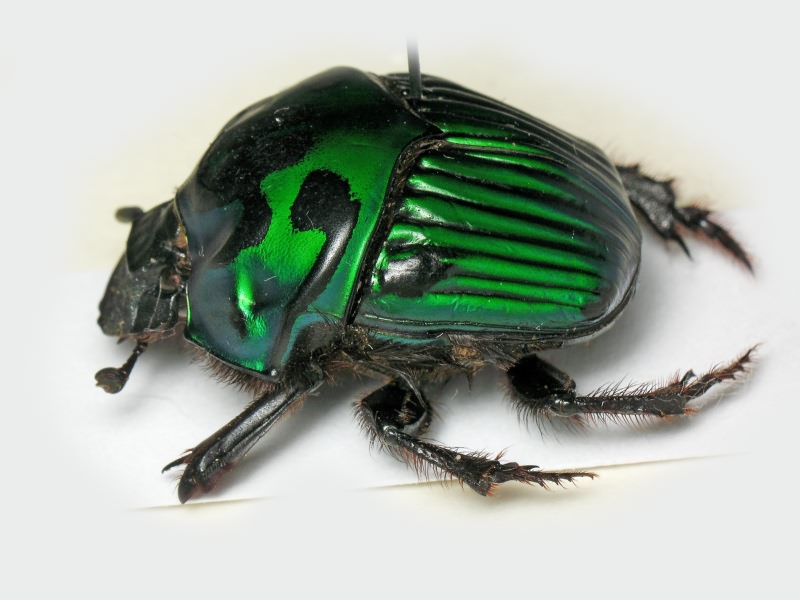 Oxysternon conspicillatum